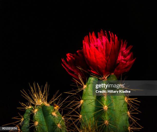 blooming cactus on black background - cactus blossom stock pictures, royalty-free photos & images