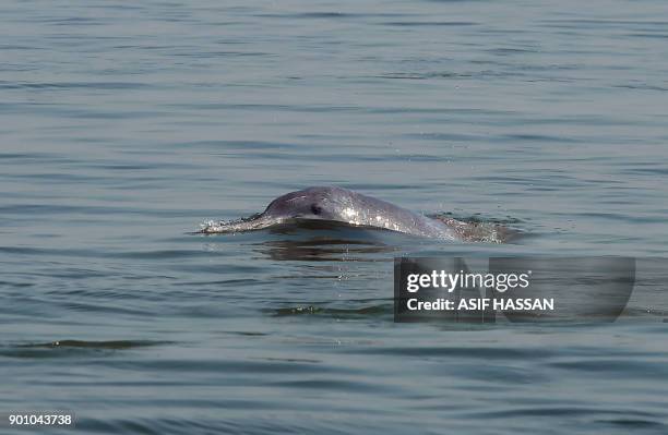 In this picture take on November 2 a humpback dolphin surfaces in Sonmiani Lagoon in the Arabian Sea, some 100 kilometres southwest of Karachi. / AFP...