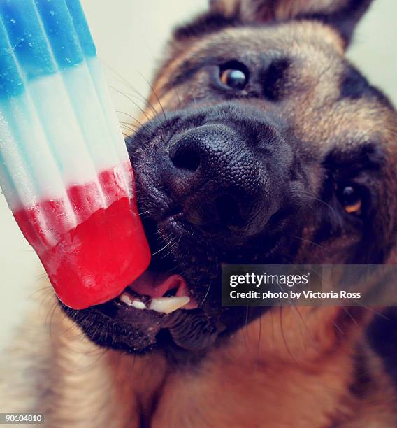 german shepherd dog - german shepherd teeth stockfoto's en -beelden