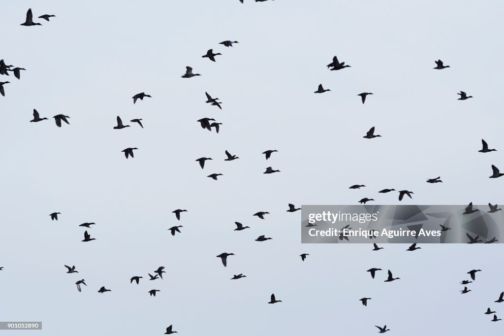 Northern pintail (Anas acuta)