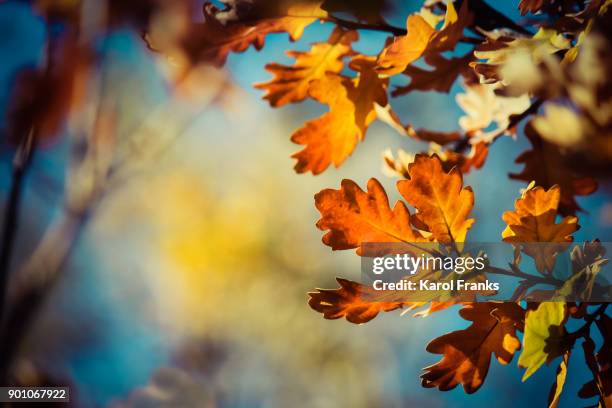 vibrant oak leaf detail in fall colors - common oak stock pictures, royalty-free photos & images