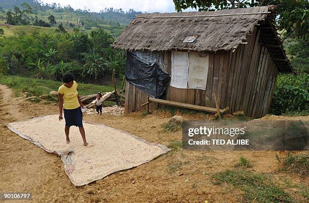 In this photo taken on August 9, 2009 a woman dries corn near her house in a village in Surala town, province of south Cotabato. Data showed the...