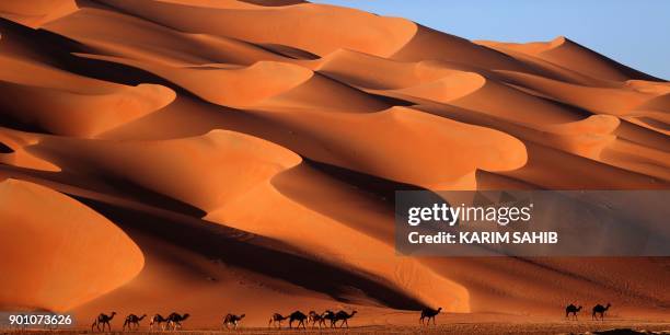 Camels walk across the Liwa desert, some 250 kilometres west of the Gulf emirate of Abu Dhabi, during the Liwa 2018 Moreeb Dune Festival on January...