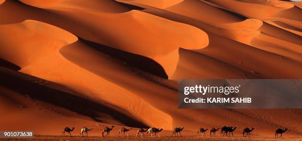 Camels walk across the Liwa desert, some 250 kilometres west of the Gulf emirate of Abu Dhabi, during the Liwa 2018 Moreeb Dune Festival on January...
