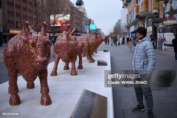 Man uses his mobile phone to take a picture in front of statues of cattle on a business street in Beijing on January 4, 2018. / AFP PHOTO / WANG ZHAO