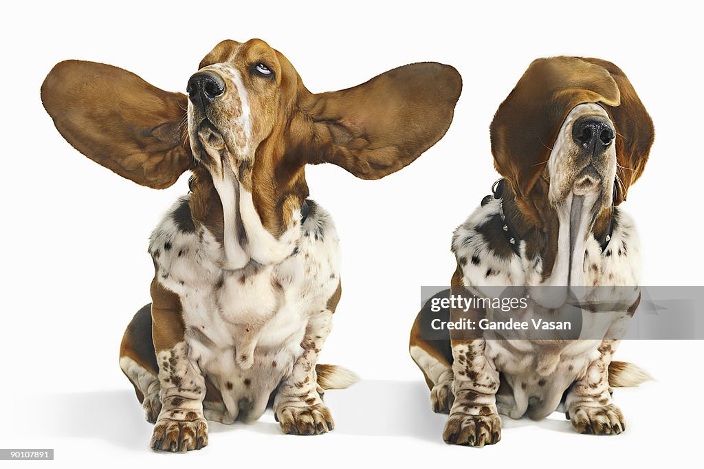Basset hound with ears open and ears and eyes clos