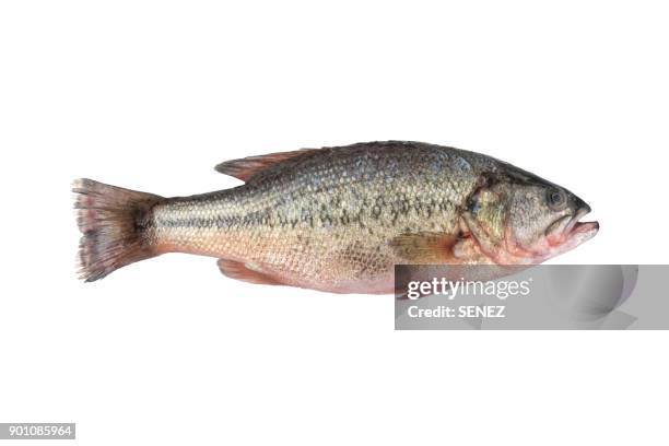 high angle view of fresh sea bass fish in plate on white background - bass stock-fotos und bilder