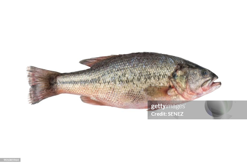 High Angle View Of Fresh Sea Bass Fish In Plate On White Background