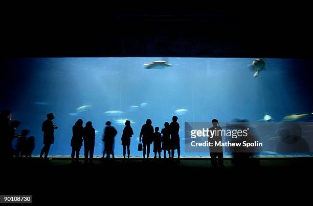 sillouhettes of people - people at aquarium stock pictures, royalty-free photos & images