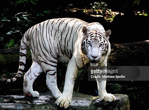 the white tiger - white tiger stock pictures, royalty-free photos & images