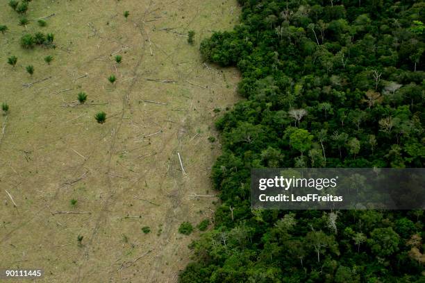 amazon deforestation for cattle - amazon jungle photos et images de collection