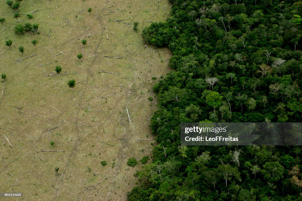 Amazon Deforestation for Cattle