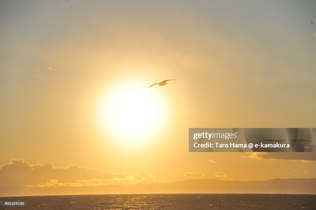 A kite flying in the sunset sky and beach in Kamakura city in Kanagawa prefecture in Japan