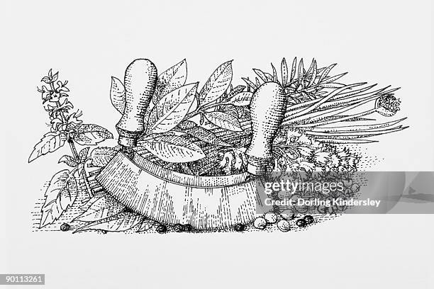 black and white illustration of herbs, spices, and mezzaluna - bay leaf white background stock illustrations