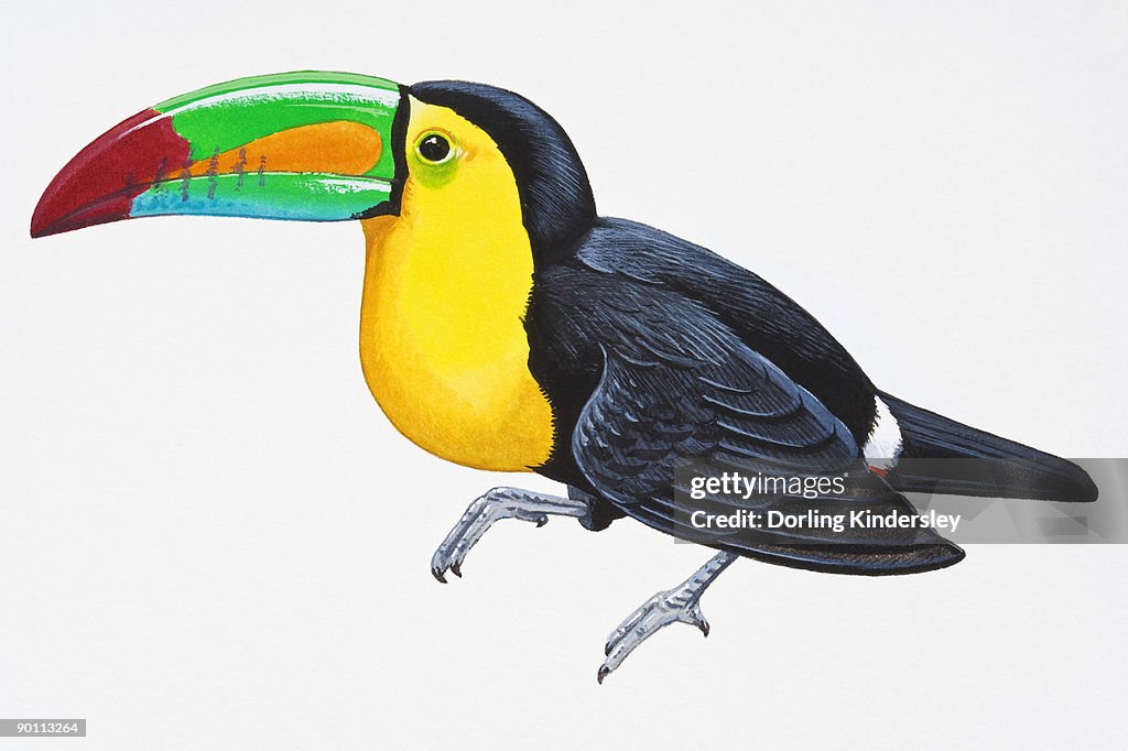Digital illustration of Keel-Billed Toucan (Ramphastos sulfuratus), colourful South American bird