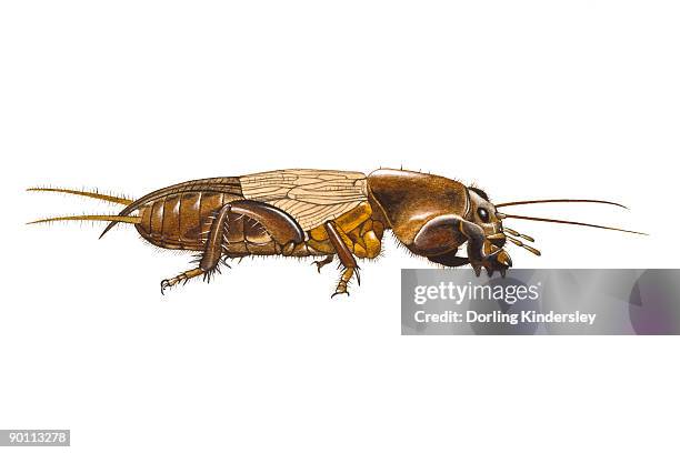 stockillustraties, clipart, cartoons en iconen met digital illustration of mole cricket (gryllotalpa gryllotalpa) - mole cricket