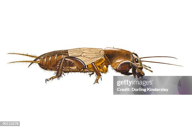 digital illustration of mole cricket (gryllotalpa gryllotalpa) - mole cricket stock illustrations
