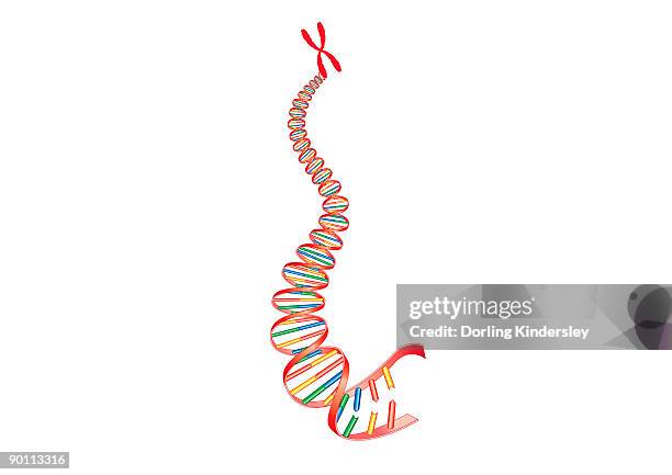 ilustraciones, imágenes clip art, dibujos animados e iconos de stock de digital illustration of animal dna and chromosome - single chromosome