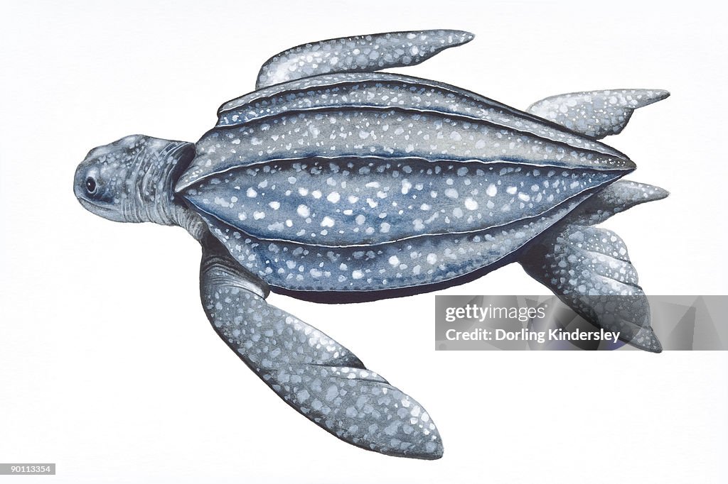 Digital illustration of Leatherback Turtle (Dermochelys coriacea), showing leathery carapace