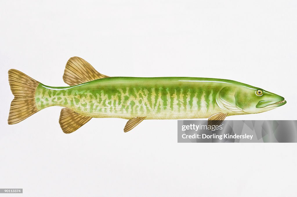 Digital illustration of Muskellunge (Esox masquinongy), largest of the Pike family