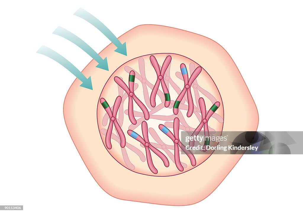 Digital illustration showing cells becoming cancerous and permanently altering oncogenes causing key cell functions irreparable damage