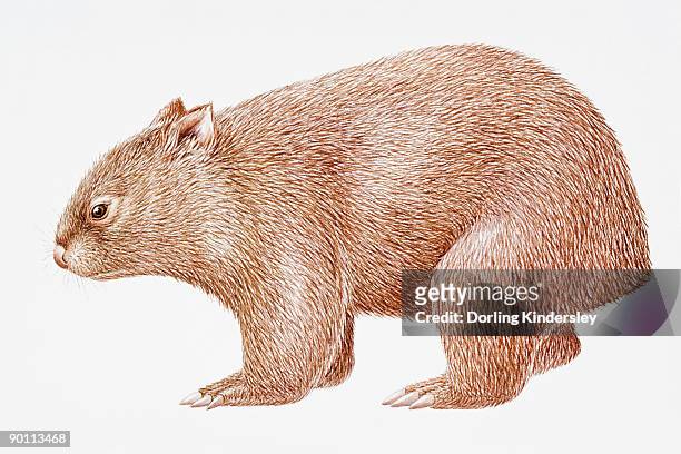 digital illustration of common wombat (vombatus ursinus)  - wombat white background stock illustrations