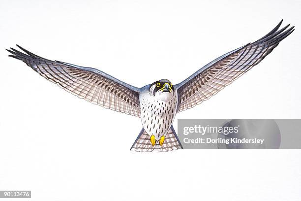 18点の鷹 正面イラスト素材 Getty Images 18点の鷹 正面イラスト素材 Getty Images