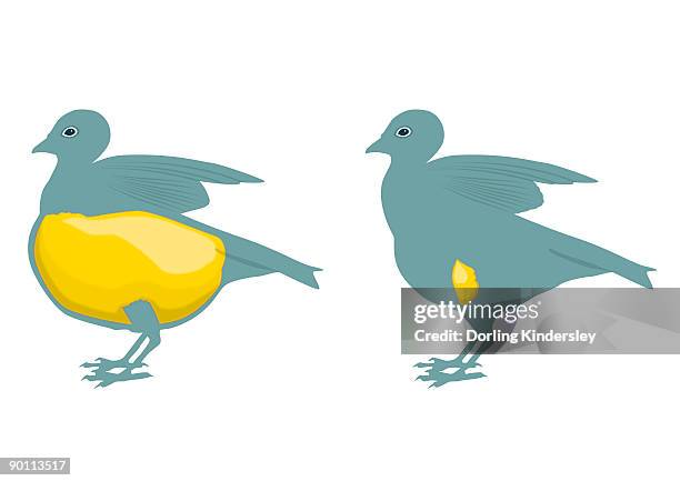 ilustraciones, imágenes clip art, dibujos animados e iconos de stock de digital illustration of fat deposit in migrating bird, and normal body fat in non-migratory bird known as adipose tissue  - tejido adiposo