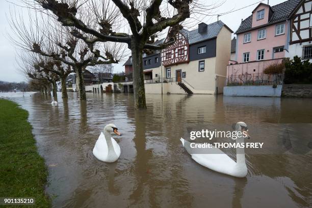 Picture taken on January 4, 2018 in Leutesdorf shows swans on a flooded street after the Rhine river's water level has risen high following heavy...
