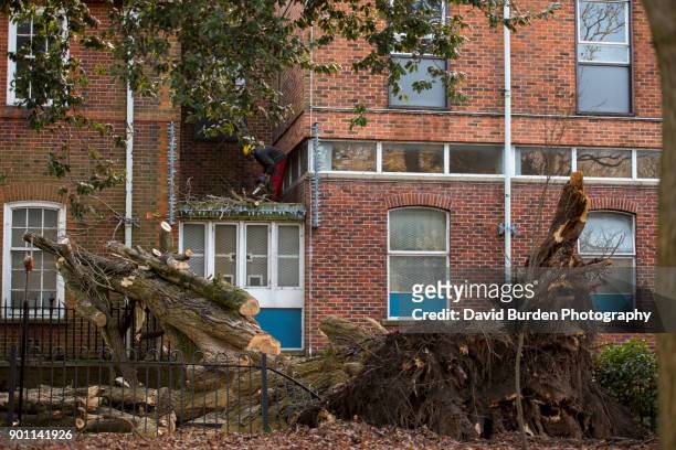 tree felled by storm eleanor - 英ドーセット クライストチャーチ ストックフォトと画像