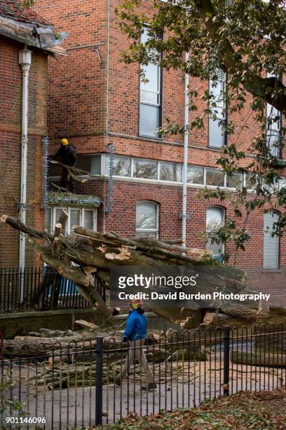 tree felled by storm eleanor - 英ドーセット クライストチャーチ ストックフォトと画像