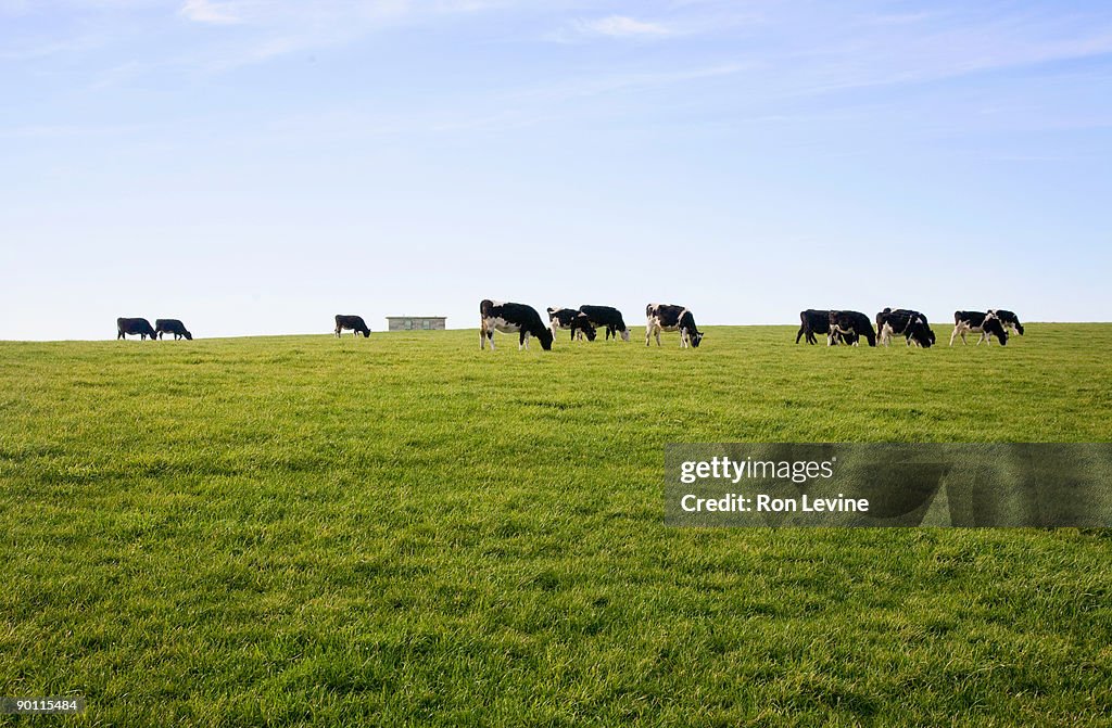 Field of Holstein cows feeding on grass