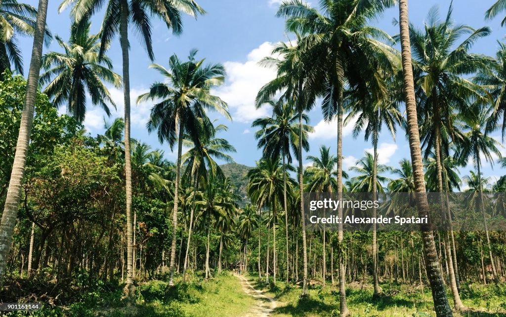 Coconut palm tree grove at Tonsai Beach, Krabi, Thailand