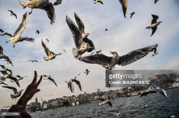 People feed seagulls flying behind a ferry on The Bosphorus as the sun shines in Istanbul on January 4, 2018. / AFP PHOTO / Bulent Kilic