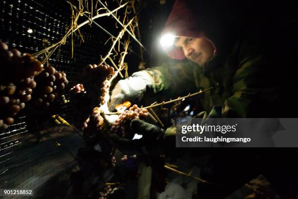 icewine grape harvesting - okanagan vineyard stock pictures, royalty-free photos & images