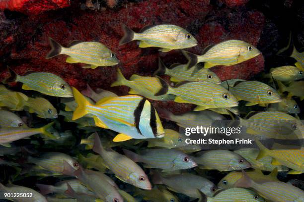 a single porkfish stands out amid a cluster of bluestriped grunts and lane snappers. - porkfish bildbanksfoton och bilder