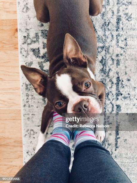 boston terrier dog looking up at woman wearing cozy socks - boston terrier stockfoto's en -beelden