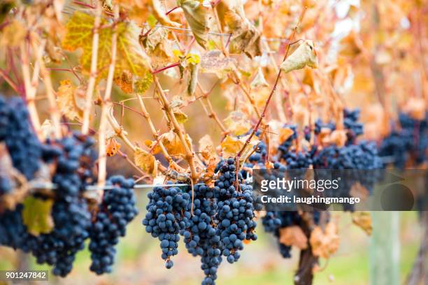 shiraz grapes - kelowna stock pictures, royalty-free photos & images