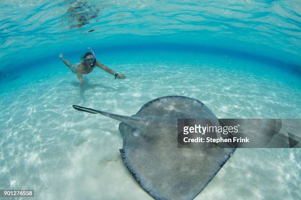 underwater view of female snorkeler approaching southern stingray at the sandbar, grand cayma - dasiatide foto e immagini stock
