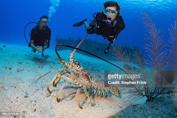male and female scuba divers come upon a lobster in the open sand outside the wreck of the oro verde. - grand cayman stockfoto's en -beelden
