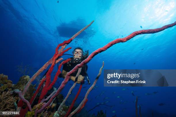 145 Rope Sponge Stock Photos, High-Res Pictures, and Images - Getty Images