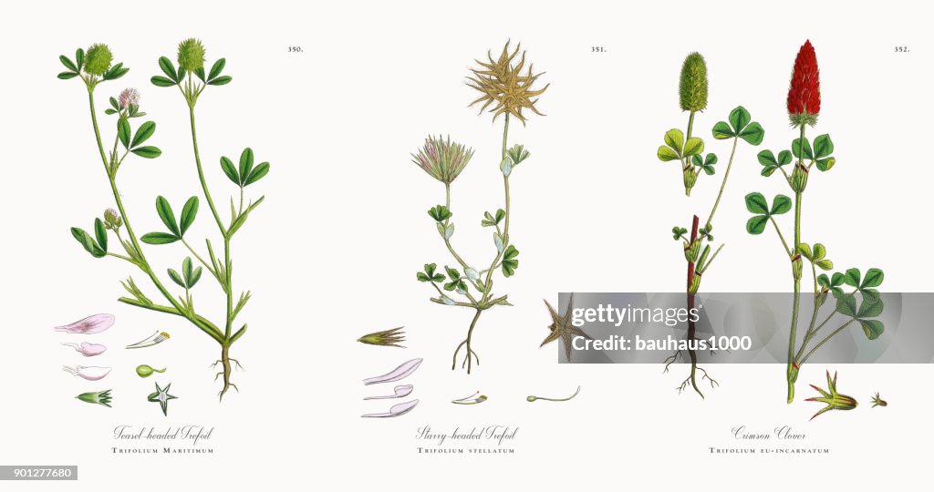 Cardère à tête Trefoil, Trifolium Maritimum, Illustration botanique victorienne, 1863