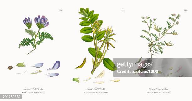 purple milk vetch, astragalus bypoglottis, victorian botanical illustration, 1863 - astragalus stock illustrations