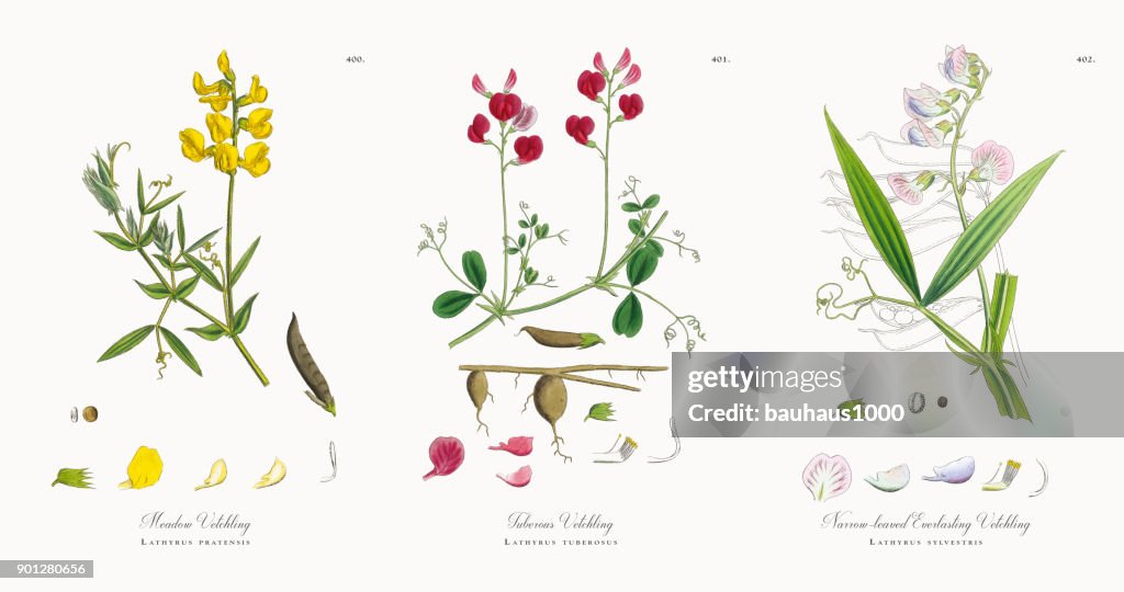 Meadow Vetchling, Lathyrus pratensis, Victorian Botanical Illustration, 1863