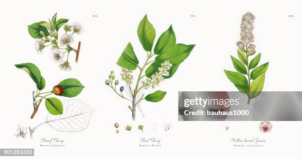 dwarf cherry, prunus cerasus, victorian botanical illustration, 1863 - cherry barb stock illustrations