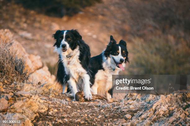 border collie on a hike - collie stock pictures, royalty-free photos & images