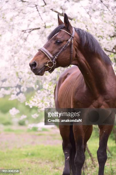 portait of bay horse around sakura blossom - beautiful horse stock pictures, royalty-free photos & images