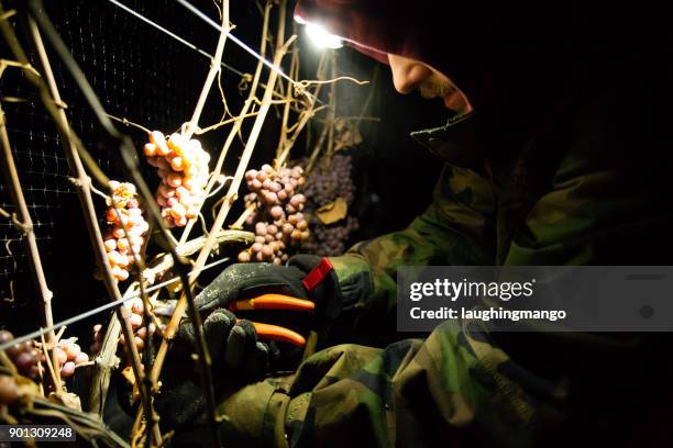 icewine druif het oogsten - okanagan vineyard stockfoto's en -beelden