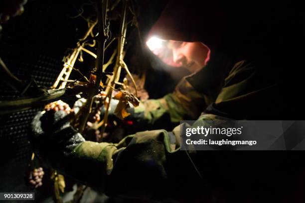 icewine grape harvesting - okanagan vineyard stock pictures, royalty-free photos & images