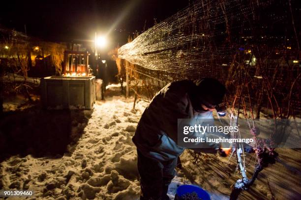 icewine grape harvesting - okanagan vineyard stock pictures, royalty-free photos & images